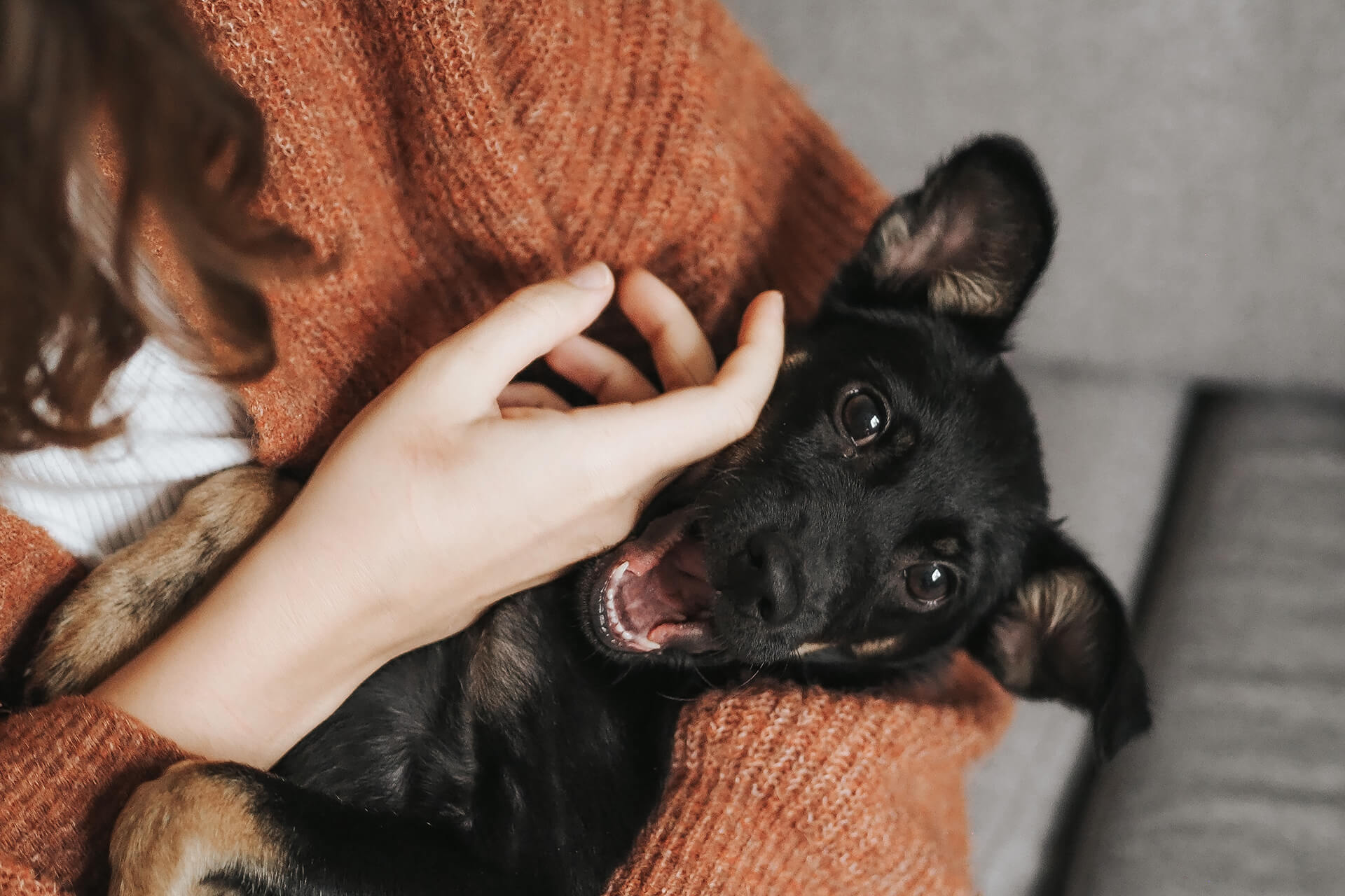 A happy dog after getting attention he deserves