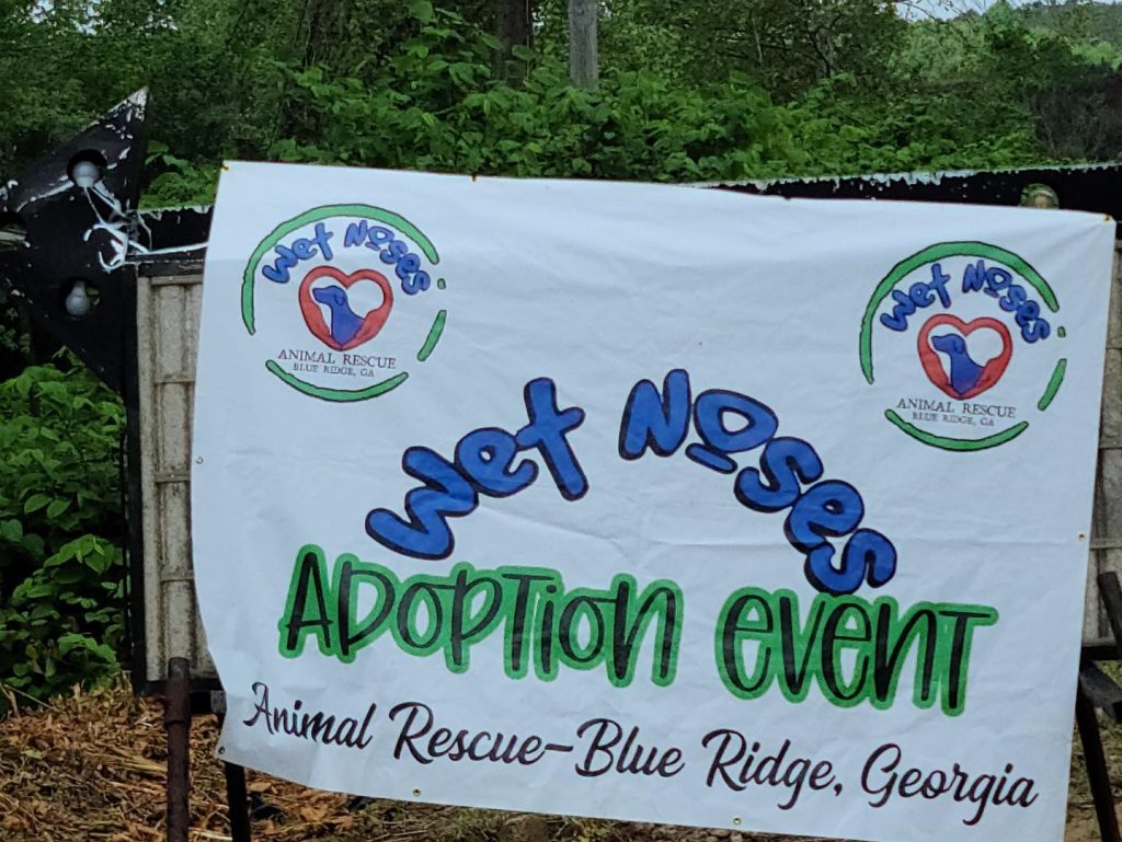 Wet Noses Adoption event