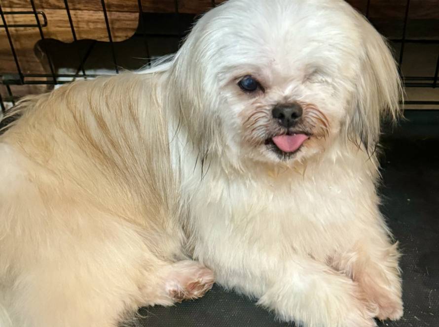 Senior Shih Tzu